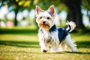 fofa de raça pura australiano sedoso terrier. retrato do uma lindo australiano sedoso terrier cachorro jogando dentro a parque. generativo ai foto