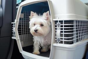 cachorro dentro transportadora jaula. viajando com animal. generativo ai foto