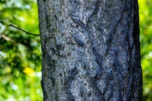 ginkgo biloba árvore latido. árvore latido fundo. foto