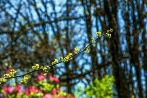 fresco brilhante verde folhas do ginkgo biloba eu pêndula em galhos dentro cedo Primavera. galhos do uma ginkgo árvore dentro a botânico jardim do a dnieper dentro Ucrânia. foto