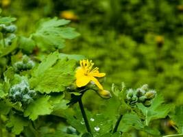 jovem verde brotos e amarelo flores do celandine dentro Primavera. a latim nome do a plantar é quelidônio eu. a conceito do tradicional remédio. foto