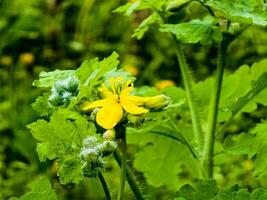 jovem verde brotos e amarelo flores do celandine dentro Primavera. a latim nome do a plantar é quelidônio eu. a conceito do tradicional remédio. foto