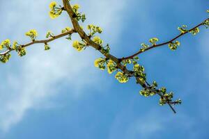 fresco brilhante verde folhas do ginkgo biloba contra a azul céu. galhos do uma ginkgo árvore dentro a botânico jardim do a dnieper dentro Ucrânia. foto