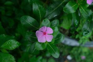 foto do Rosa flores em fresco verde folhas