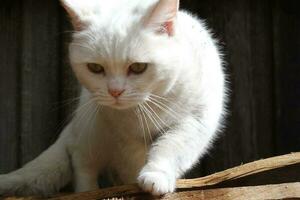 fofa persa puro branco gato é posando dentro a casa jardim foto