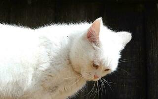 fofa persa puro branco gato é posando dentro a casa jardim foto