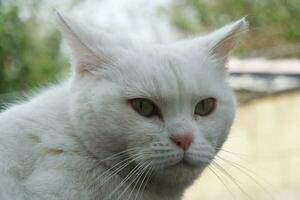 fofa persa puro branco gato é posando dentro a casa jardim foto