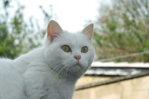 fofa persa puro branco gato é posando dentro a casa jardim foto