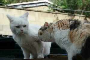 fofa persa puro branco gato é posando dentro a casa jardim foto