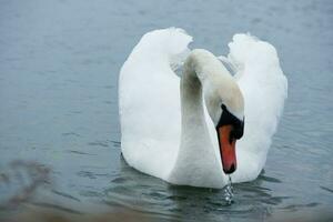 fofa água pássaros às a lago do público parque do luton Inglaterra Reino Unido foto