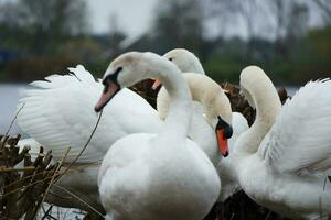 fofa água pássaros às a lago do público parque do luton Inglaterra Reino Unido foto