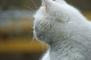 fofa persa puro branco gato é posando dentro a casa jardim foto