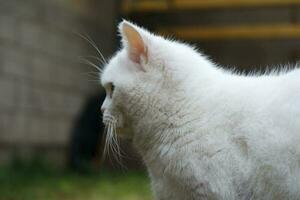 fofa persa puro branco gato é posando dentro a casa jardim foto