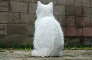 fofa persa puro branco gato é posando dentro a casa jardim foto