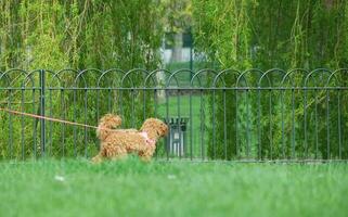 lindo cachorro em andar às uma local parque foto