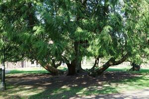 lindo Visão do árvores e galhos às local público parque do luton Cidade do Inglaterra foto