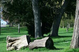 lindo Visão do árvores e galhos às local público parque do luton Cidade do Inglaterra foto