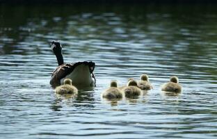 fofa água pássaros gansos e filhotes às lago do Bedford cidade do Inglaterra foto