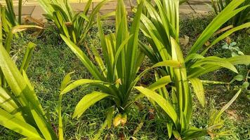 ornamental plantas dentro cidade parques foto