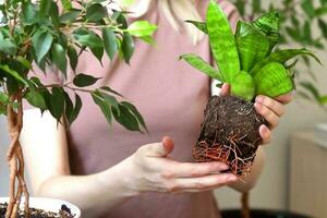 uma mulher mostra a saudável raízes do uma Sansevieria ocupado a partir de uma Castanho Panela. transplante processo foto