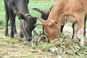 doméstico vacas estão comendo milho plantas e fresco Relva pilha que seus proprietário colocar eles em a chão. foto