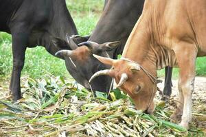 doméstico vacas estão comendo milho plantas e fresco Relva pilha que seus proprietário colocar eles em a chão. foto