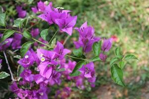 buganvílias flor e galhos. foto