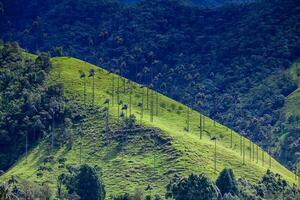 Visão do a lindo nuvem floresta e a quindio cera Palmeiras às a cocora vale localizado dentro Salento dentro a quindio região dentro Colômbia. foto