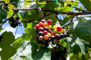 cachos do vitis labrusca uvas dentro a processo do amadurecimento dentro uma uva cultivo às la União dentro a valle del cauca região do Colômbia foto