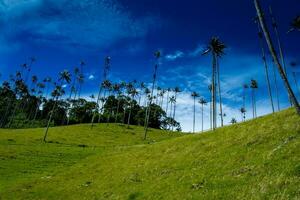 Visão do a lindo nuvem floresta e a quindio cera Palmeiras às a cocora vale localizado dentro Salento dentro a quindio região dentro Colômbia. foto