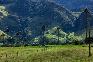 acampamento tendas, cera Palmeiras e a lindo montanhas às cocora vale localizado em a quindio região dentro Colômbia foto