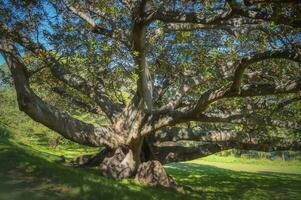 grande árvore dentro a parque, ao ar livre Atividades conceito, FIG árvore, debaixo a sombra do verde folhas, folha, folhagem. foto