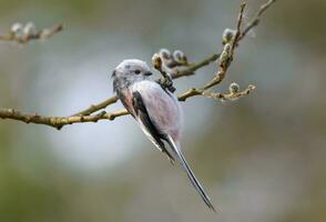 cauda longa tit - aegithalos caudatus - exames floração salgueiro galhos dentro cedo Primavera estação dentro procurar para Comida foto