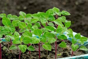 verde mudas dentro plástico caixa fechar para cima, novo brotos preparando para plantio para dentro terra em primavera, sazonal trabalhos dentro jardim e Jardim em verão, imagem para calendário, pôster foto