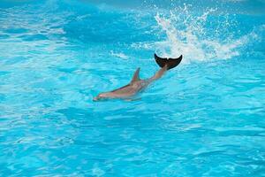 delfino executa dentro uma natação piscina. foto