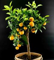 a calamondin laranja nitro fortunella macrocarpa é uma híbrido do mandarim a cumquat foto