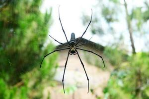 aranha casa com vizinho casa fundo foto