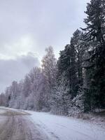 começando do inverno. primeiro neve em árvore galhos ao longo estrada. estúdio foto