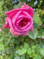 lindo rosas dentro verão jardim. estúdio foto