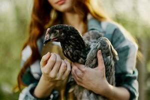 uma fêmea agricultor detém uma cinzento visto frango e examina isto para faço certo a pássaro é saudável e mostra isto para a Câmera dentro pôr do sol luz solar contra a orgânico pano de fundo foto