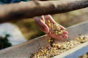 uma mulher trabalho em uma Fazenda e feeds dela galinhas com saudável comida, colocando jovem, orgânico Relva e composto alimentação para dentro seus alimentadores de mão para alimentação eles foto