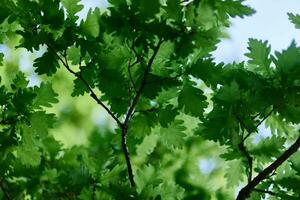 verde fresco folhas em a galhos do a carvalho fechar acima contra a céu dentro luz solar. Cuidado para natureza e ecologia, respeito para a terra foto