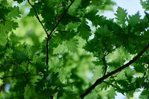lindo fresco Primavera verde folhas do a carvalho árvore em a galhos contra a azul céu foto