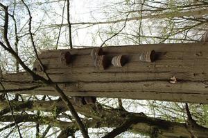 Fomes formentarius fungi em uma árvore foto