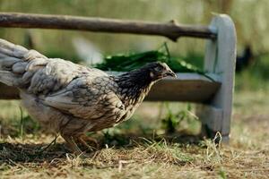 uma cinzento galinha bicando às fresco orgânico alimentação a partir de uma Fazenda alimentador enquanto em pé em verde Relva dentro a natureza foto