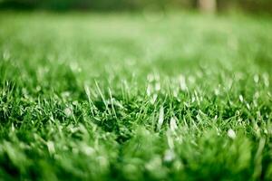 fresco folhas do jovem verde gramado Relva fechar-se, trevo e micro trevo brotos para panorama Projeto e jardim paisagismo. ecologia e carinhoso para natureza Como uma caminho do vida foto