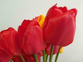 tulipas. Primavera tulipas em uma luz fundo. fundo para uma cumprimento cartão foto