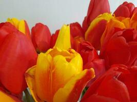 tulipas. Primavera tulipas em uma luz fundo. fundo para uma cumprimento cartão foto