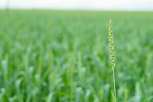 a imagem do uma campo do trigo. fechar-se Visão do fresco orelhas do jovem verde trigo. foto