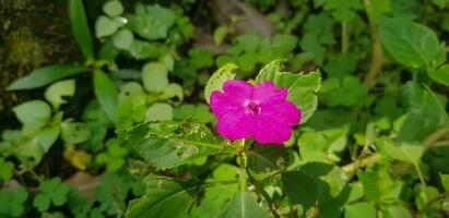 ocupado lizzie impatiens Walleriana Além disso conhecido Como bálsamo, sultana ou impatiens dentro Ásia foto